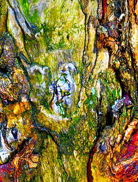 Trees art prints for sale