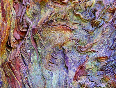 tree art for walls