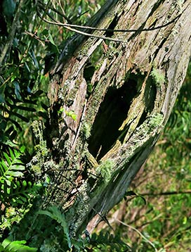 trees-art-for-sale
