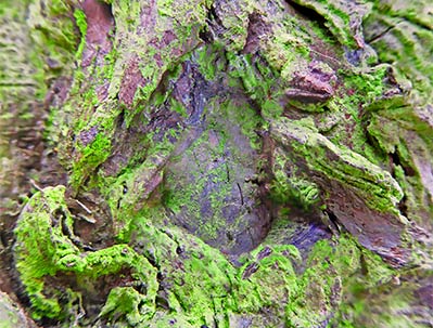 tree wall artwork for home or office