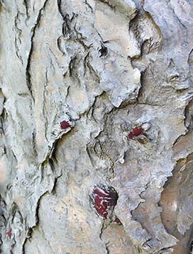 trees-art-for-sale