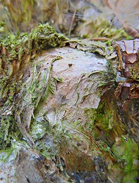tree-art-for-walls-canvas-decoration