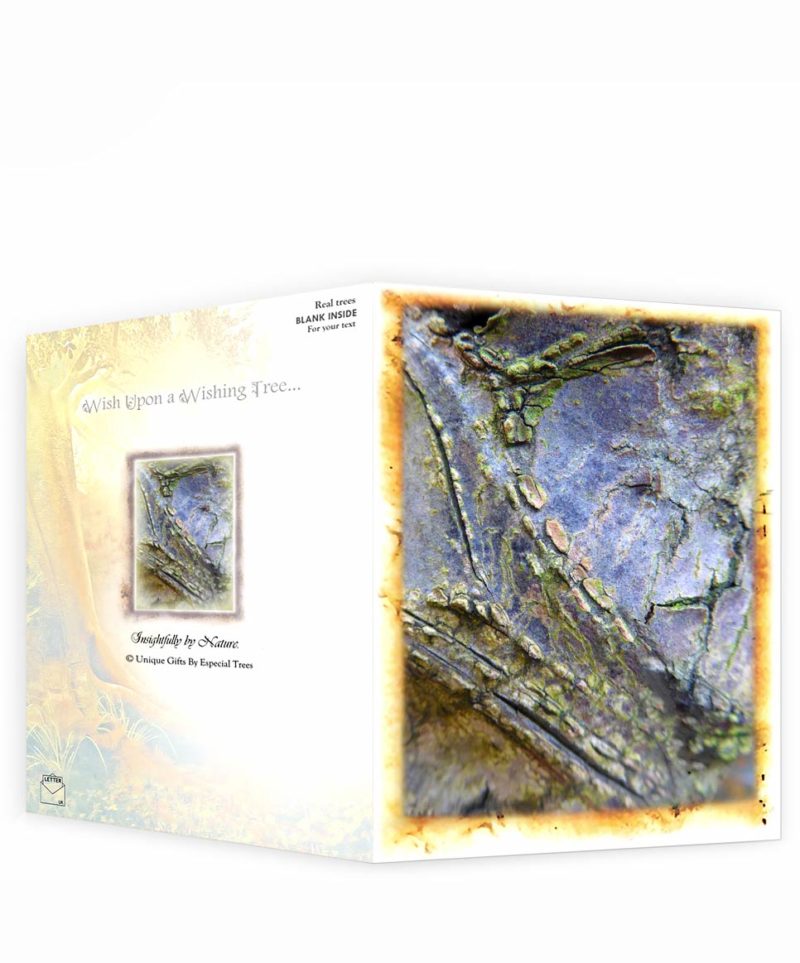 trees art greeting cards