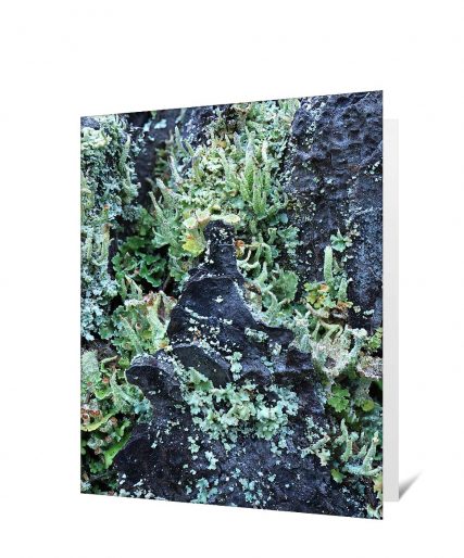 Trees Art Greeting Cards