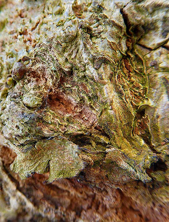 Tree wall art on canvas