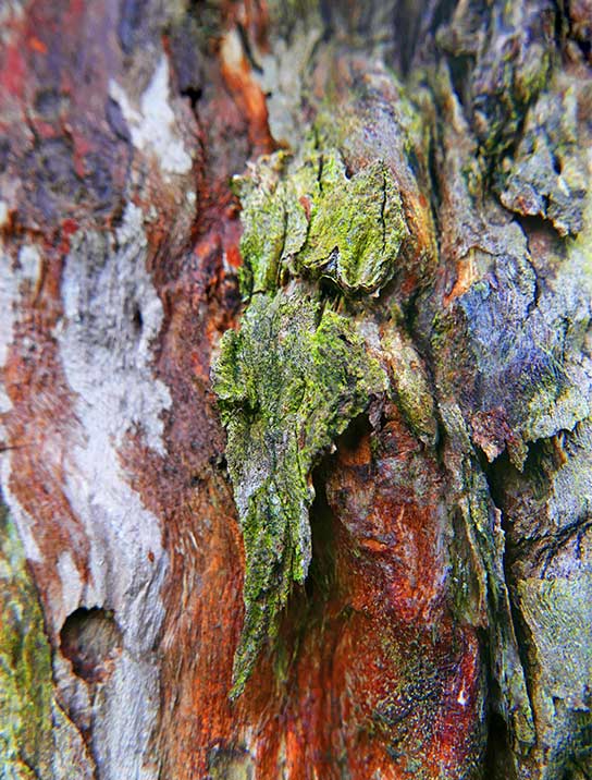 Tree wall art on canvas