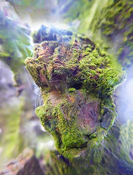 Tree wall art on canvas