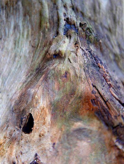 Trees art