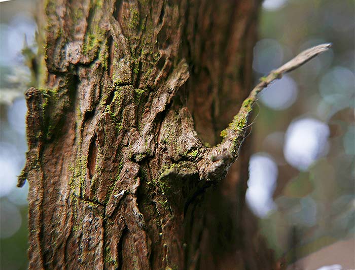 tree art for walls
