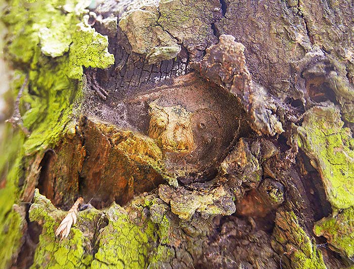 tree art for walls