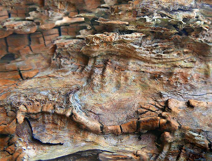tree art for walls
