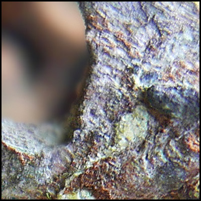 tree-artwork-detail-preview