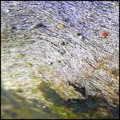 tree-artwork-detail-preview