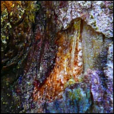 tree-artwork-detail-preview