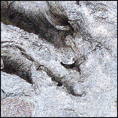tree-art-detail-preview