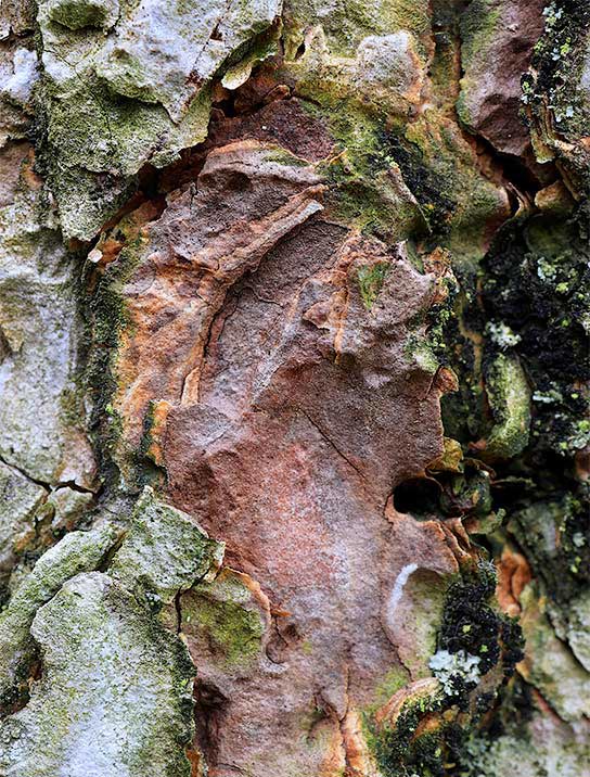 trees-art-for-sale
