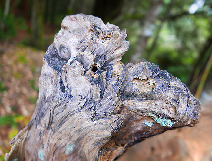 tree-art-poster-for-walls