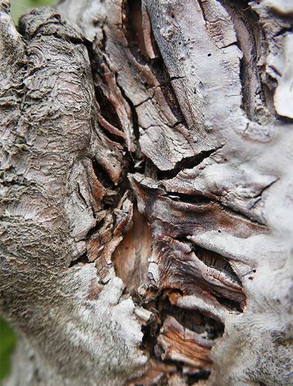 tree art