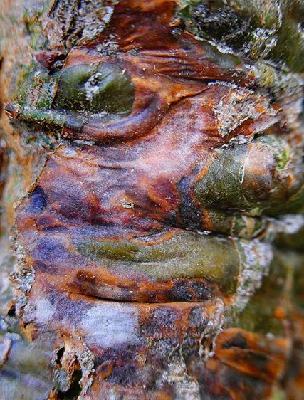 Tree Art