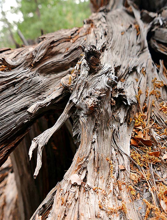 trees-art-for-sale