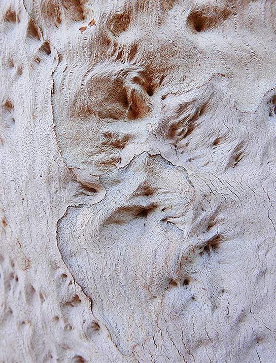 tree-art-poster-for-walls