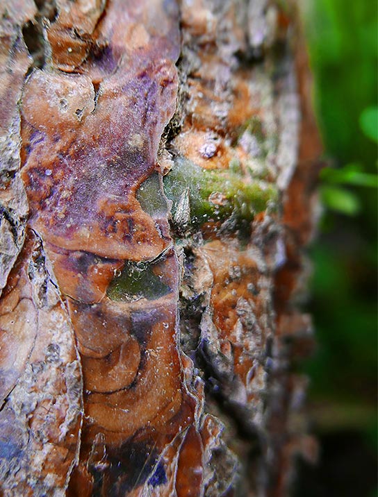 tree-artwork-detail-preview