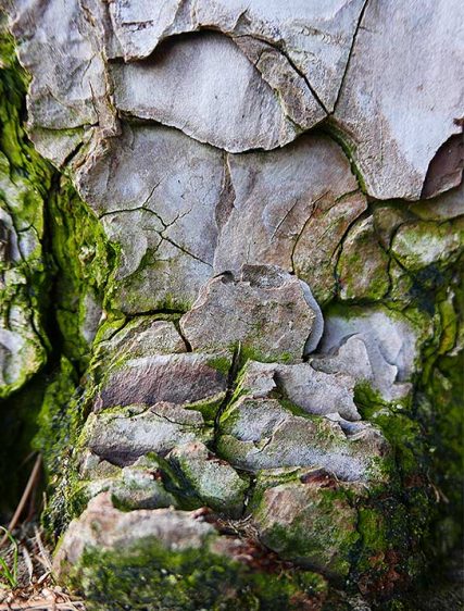 trees art