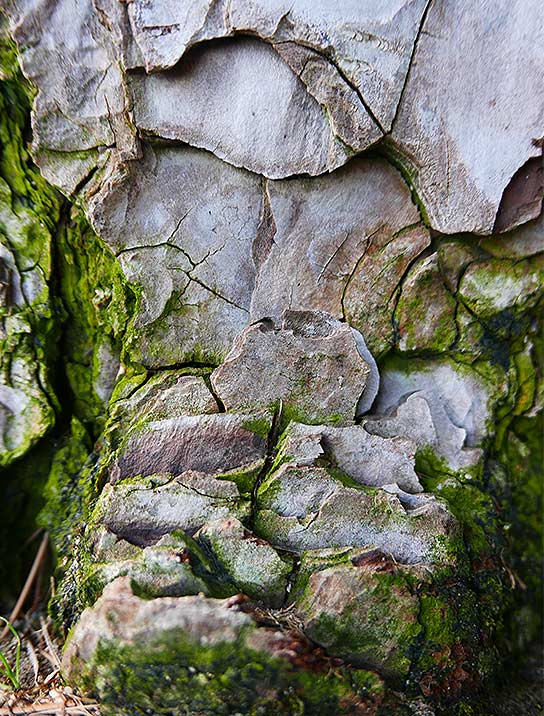 tree-artwork-detail-preview