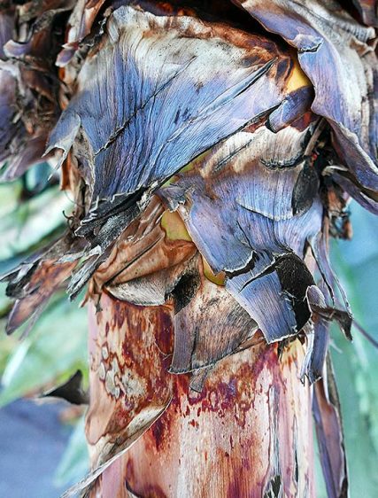 Tree Art