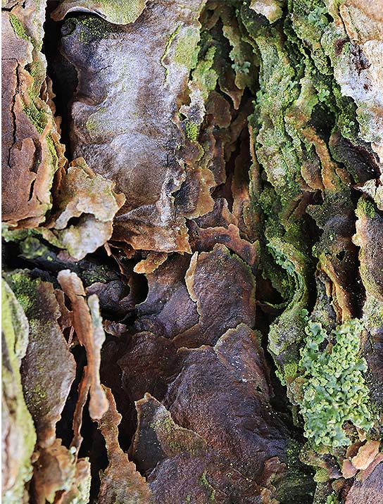 trees-art-for-sale