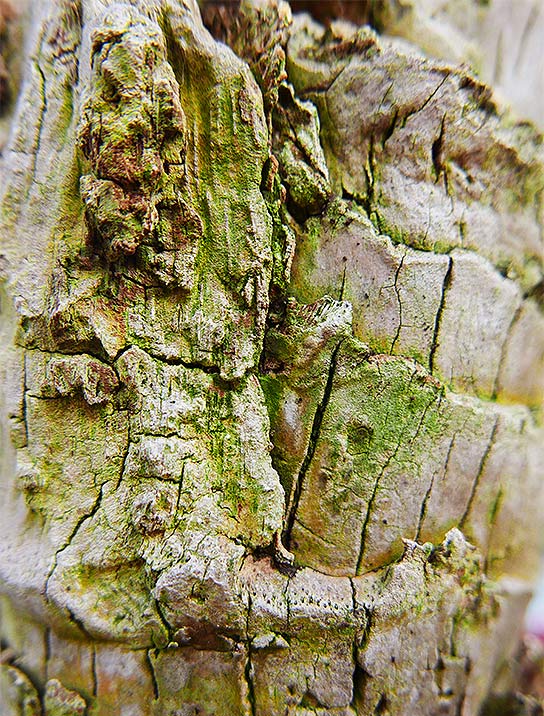 tree-art-poster-for-walls