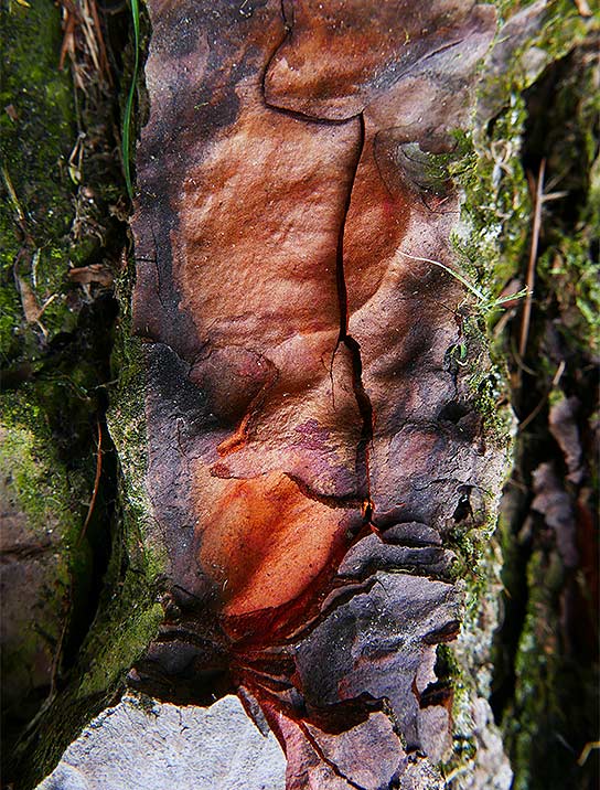 trees-art-for-sale