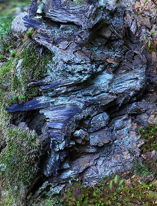 trees-art-for-sale