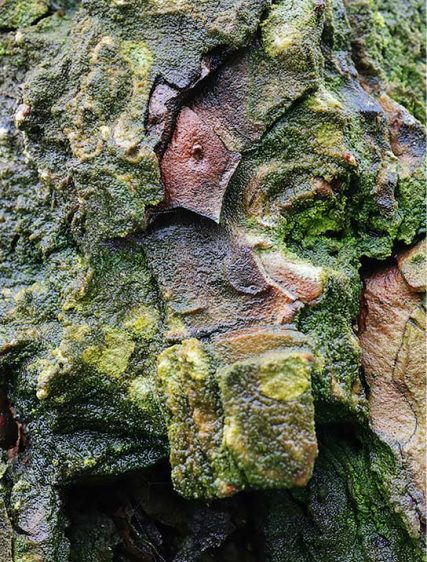Trees Art Decor