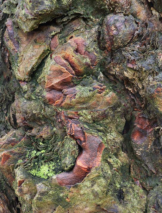 trees-art-for-sale