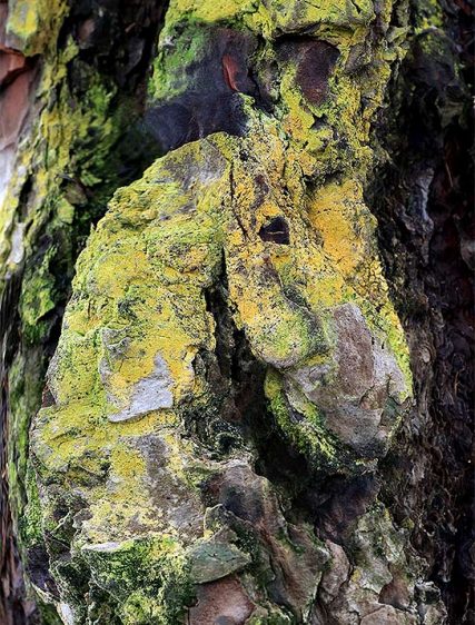 Trees Art
