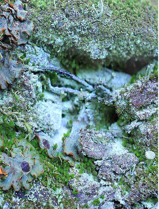 tree-art-poster-for-walls