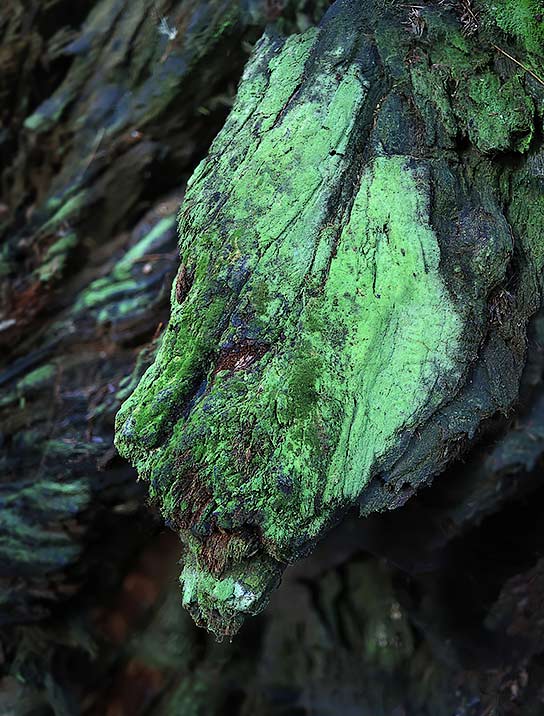 tree-artwork-detail-preview