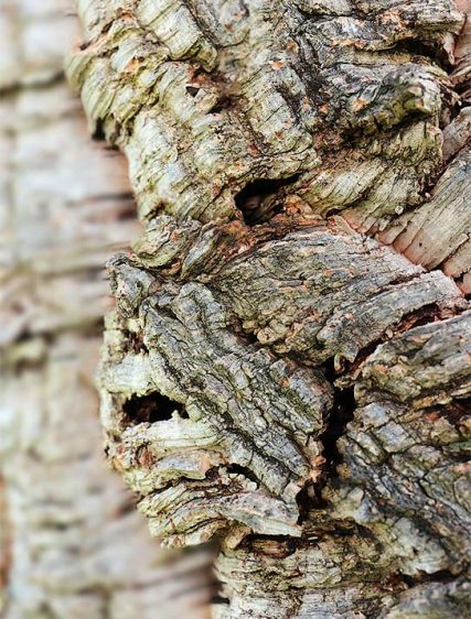 Trees Art For Sale