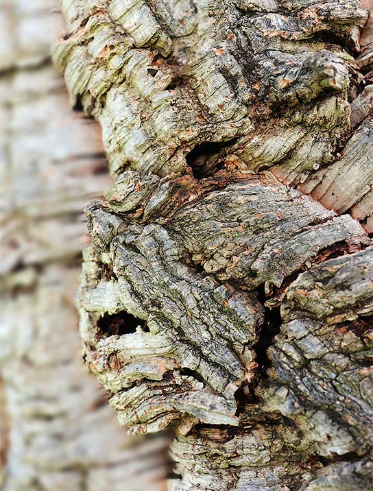 trees-art-for-sale