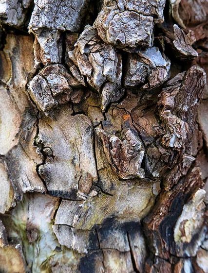 Trees Art Sale