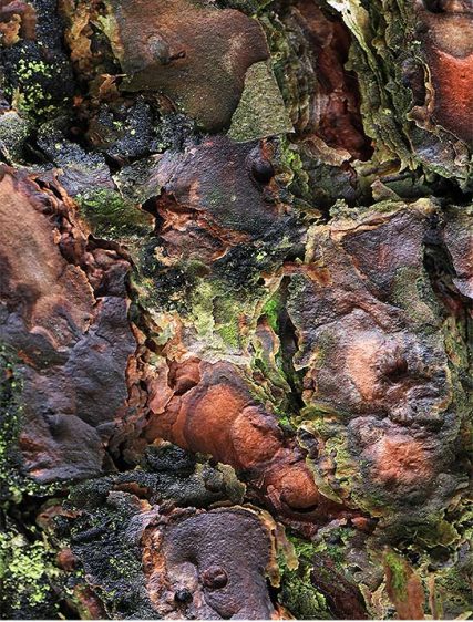 Trees Art Decor