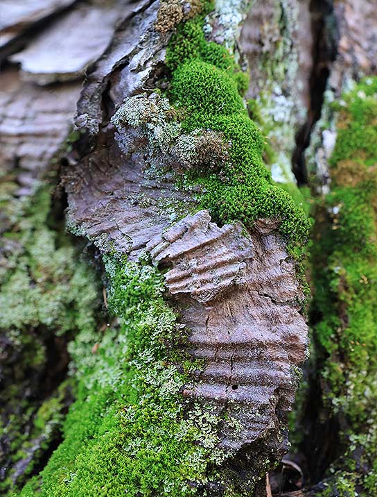 tree-artwork-detail-preview