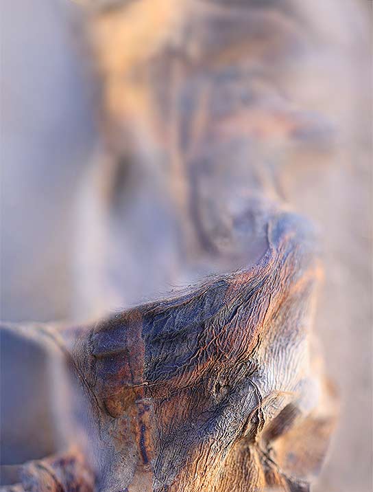 trees-art-for-sale