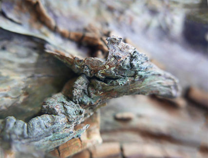 trees art