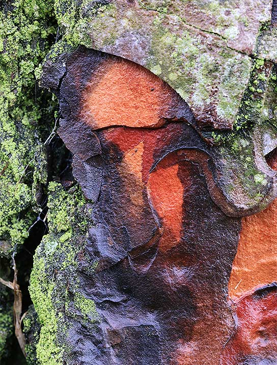 trees-art-for-sale