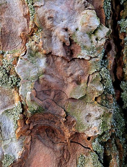 Trees wall art framed sku#2252675