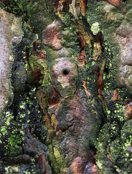Trees Art