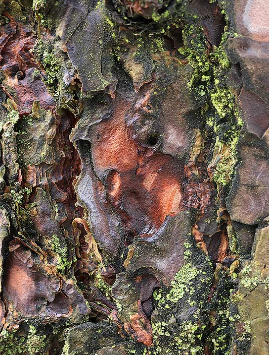 trees-art-for-sale