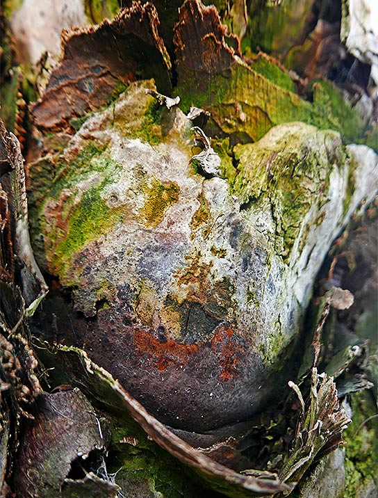 trees-art-for-sale